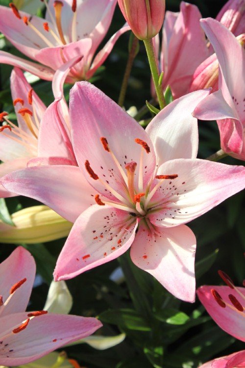 asiatic lily rosella's dream Rosella's Dream - Lily Bulbs