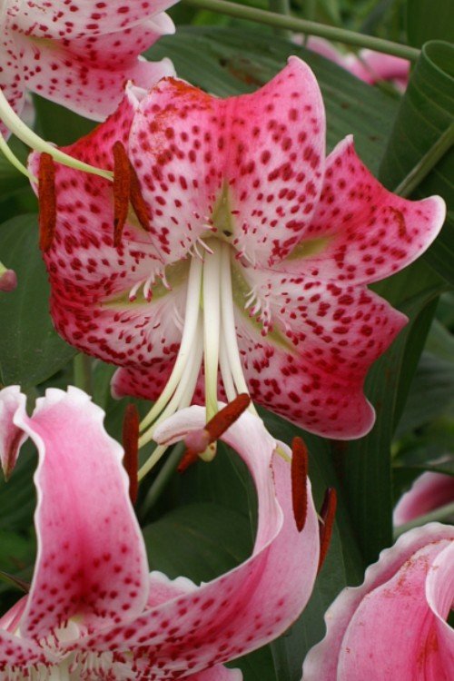 Lily - Rubrum