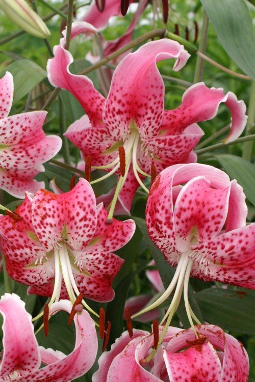 Lily - Rubrum