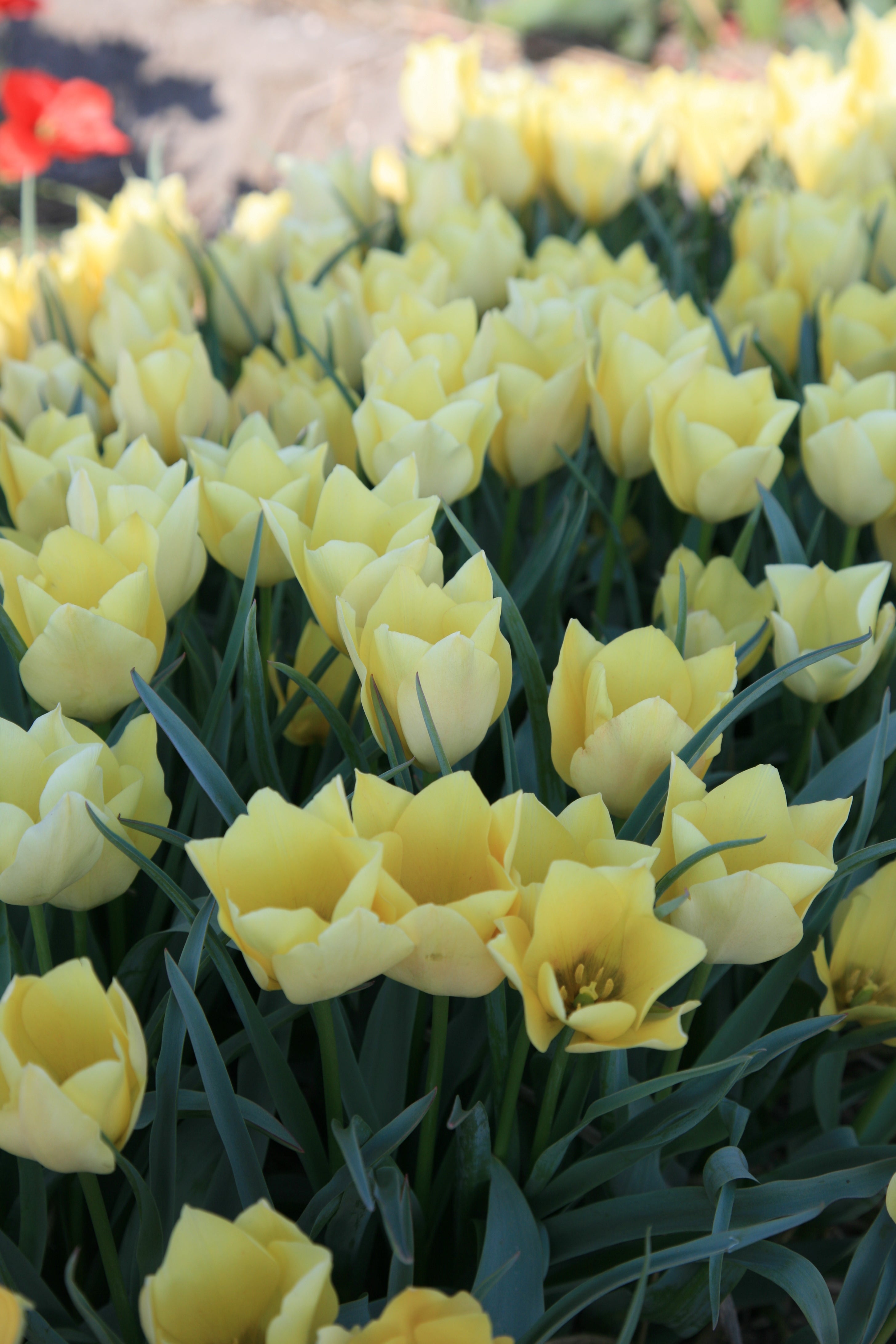 Group of vibrant Wild Flowering Batalinnii Bright Gem yellow tulip petals