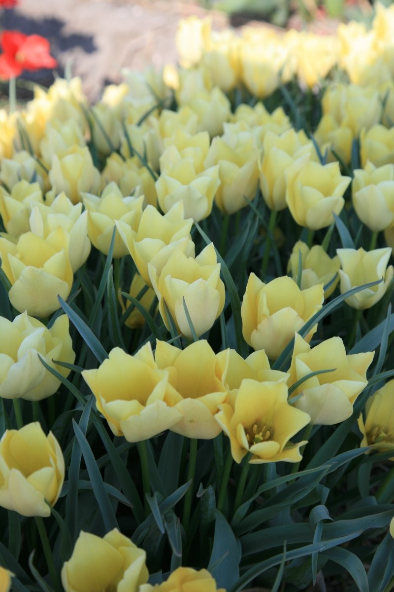 Tulip - Batalinii Bright Gem