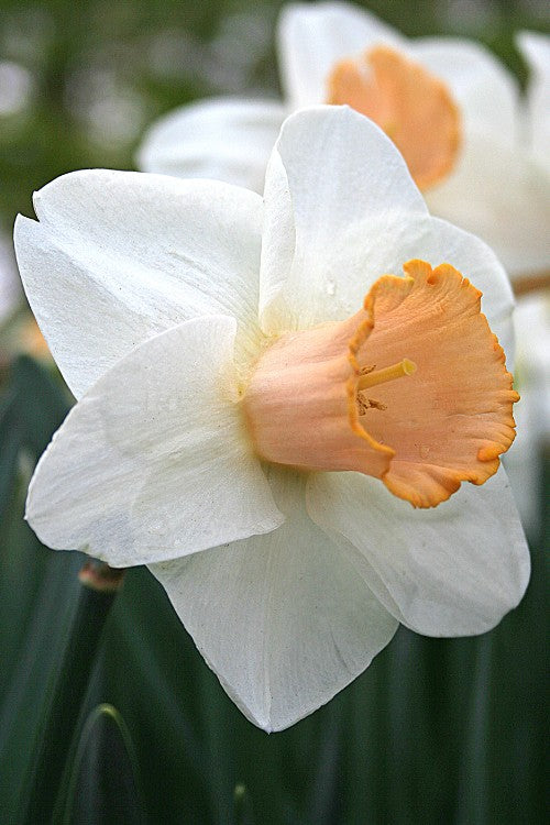 A Daffodil, called Salome with white petals and a large, orange cup