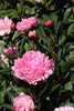 Load image into Gallery viewer, Exquisite Sarah Bernhardt peony: a timeless pink beauty in full bloom.