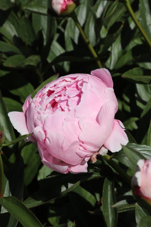 Peony - Sarah Bernhardt