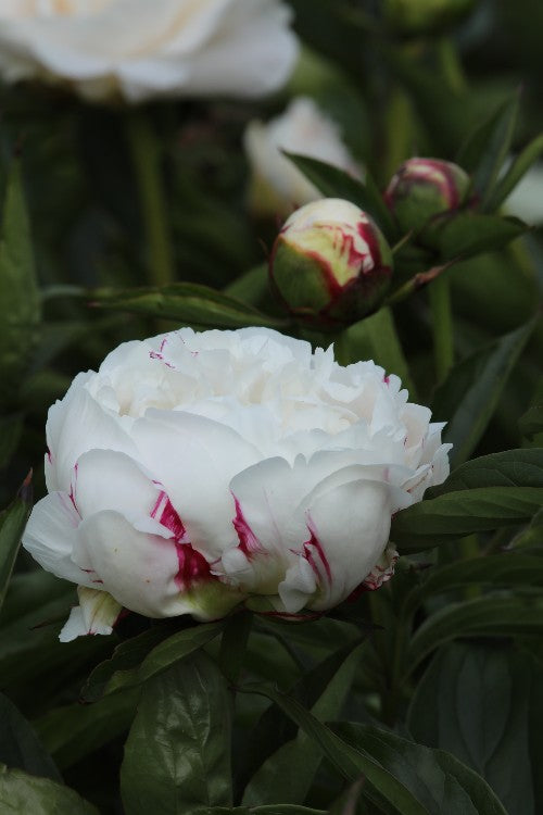 Captivating Shirley Temple peony with its blushing, ruffled petals