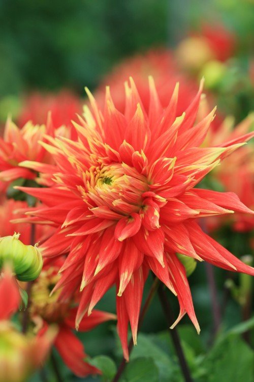 Dahlia - Show 'N Tell