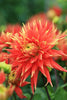 Load image into Gallery viewer, Show &#39;N Tell - Dahlia Bulbs