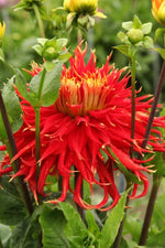 Dahlia - Show 'N Tell