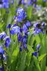 Close-up of blue Scilla Siberica in full bloom in a garden