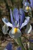 Silvery Beauty Dutch Iris: a gleaming marvel in the garden.