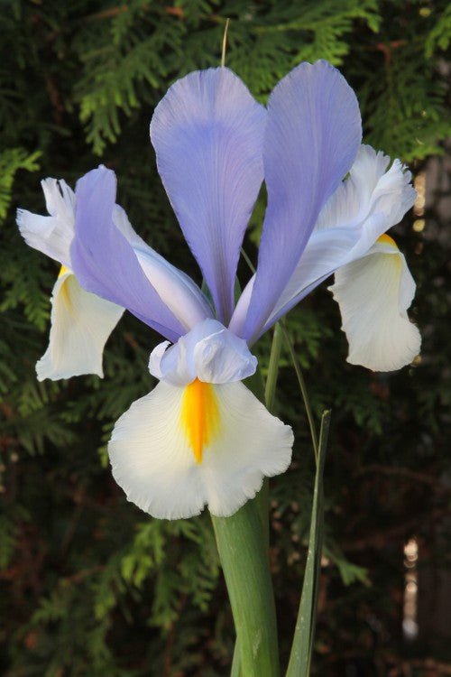 Iris - Silvery Beauty