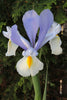 Elegant Dutch Iris Silvery Beauty shines with silvery-blue allure.
