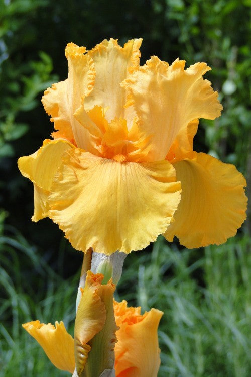 Bearded Iris Sky Fire with orange-yellow petals and green background