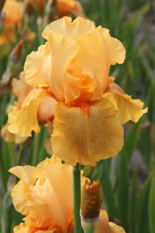 Close-up of Bearded Iris Sky Fire with bright orange petals