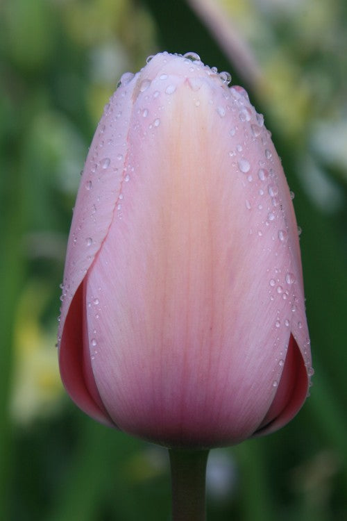 Darwin hybrid tulip salmon impression has elegant blush pink petals