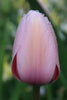 Darwin hybrid tulip salmon impression has elegant blush pink petals