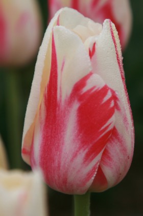 Close-up of single late tulip sorbet with red and white colors.