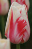 Close-up of single late tulip sorbet with red and white colors.