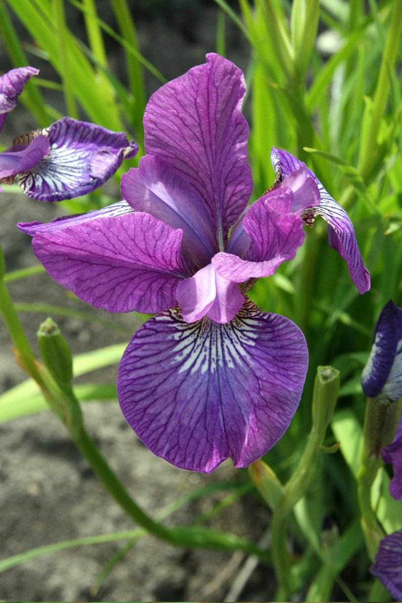 Iris Siberica - Sparkling Rose
