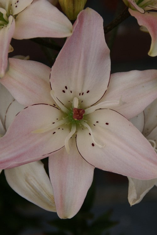 Lily - Spring Pink