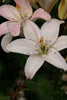 Load image into Gallery viewer, Spring Pink - Lily Bulbs