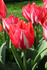 Load image into Gallery viewer, Triumph tulip Spryng Break has white petals with white streaks