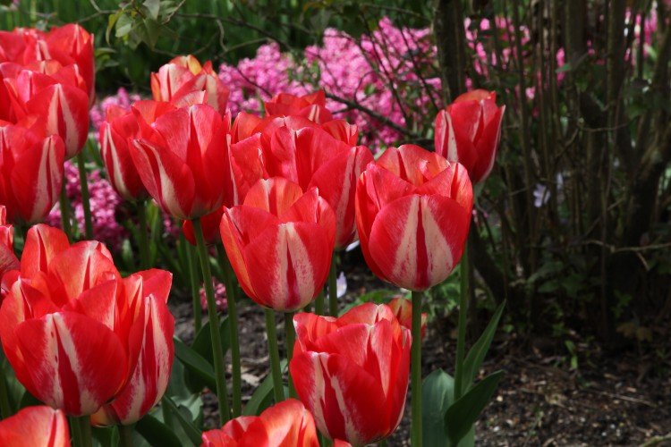 Tulip - Spryng Rembrandt