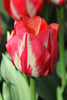 Close-up of a Triumph tulip called Spryng Break, featuring red-white hues.