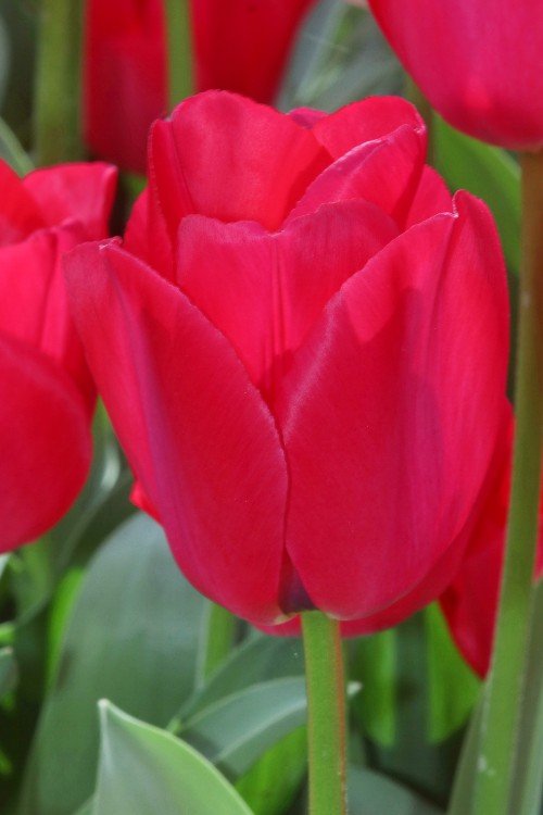 Tulip - Spryng Tide