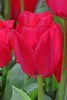 Close-up of Triumph tulip Spryng tide with red-pink petals