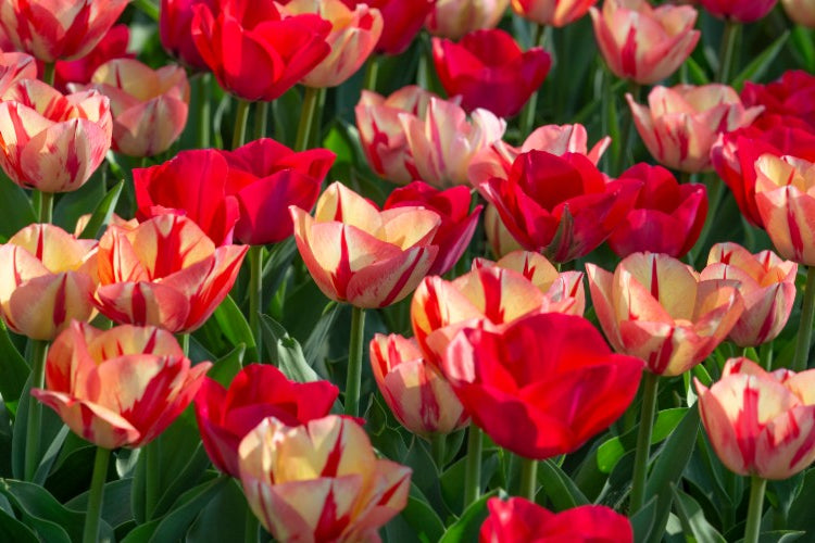 Group of triumph tulips, called Spryng mixed with red, pink colors.