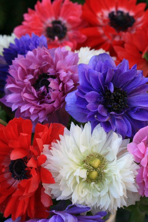 Anemone - St. Brigid