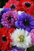 Group of Anemone St. Brigid with pink, blue, purple, and white blooms