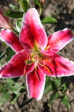 Lily - Stargazer