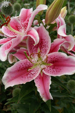 Lily - Stargazer