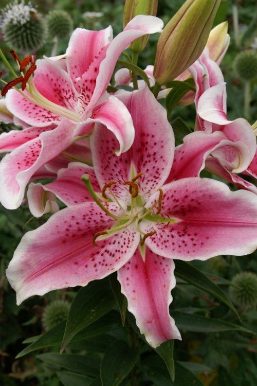 Lily - Stargazer