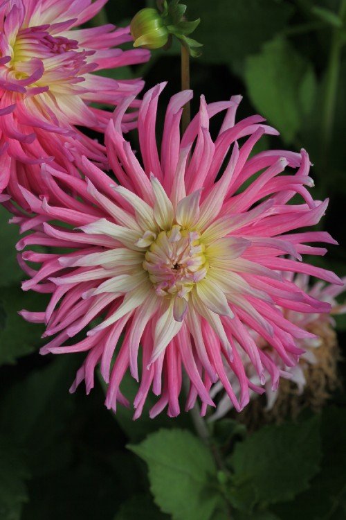 Dahlia - Star's Favorite