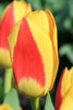 Close-up of Stresa Kaufmanniana tulip, displaying its striking red and yellow petals