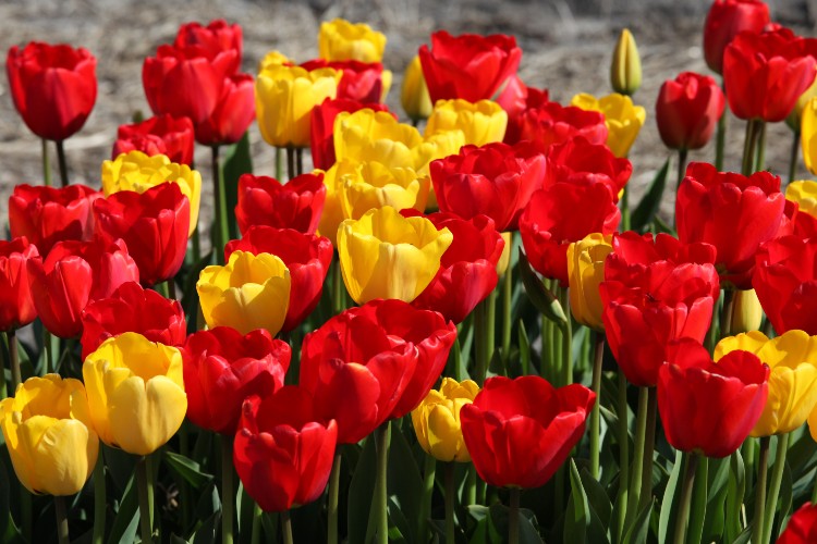 A vibrant mix of Triumph tulips strong garden mixed showcasing a blend