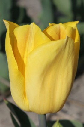Triumph tulip strong gold with yellow-golden petals, on a green stem