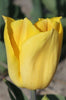 Triumph tulip strong gold with yellow-golden petals, on a green stem