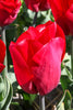Triumph tulip Strong Love has red blooms, with a green background