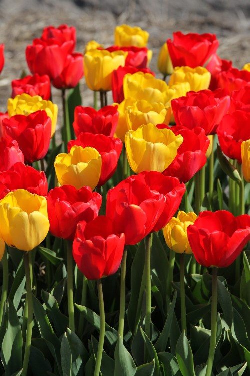 Triumph tulips strong mixed special is a blend of red and yellow