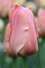 Close-up of Single late tulip stunning apricot, with pink and cream colors