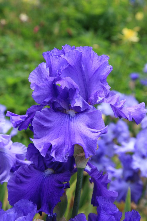 Close-up of Bearded Iris Sugar Blues with blue-purple blooms