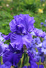 Load image into Gallery viewer, Close-up of Bearded Iris Sugar Blues with blue-purple blooms