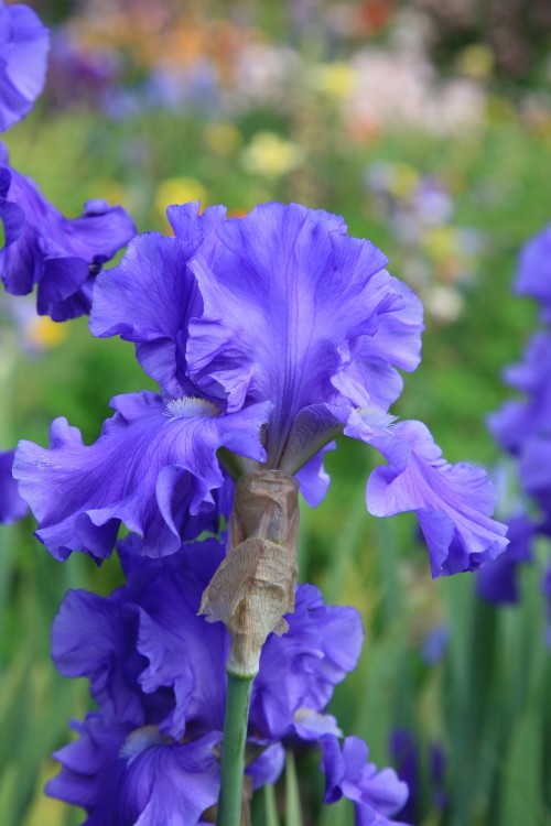 Sugar Blues Bearded Iris: A delicate blue beauty in bloom
