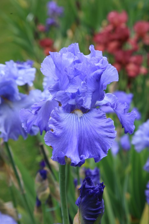 Captivating Sugar Blues Bearded Iris graces the garden with charm