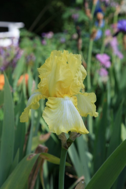 Bearded Iris Summer Olympics with bright yellow and white petals