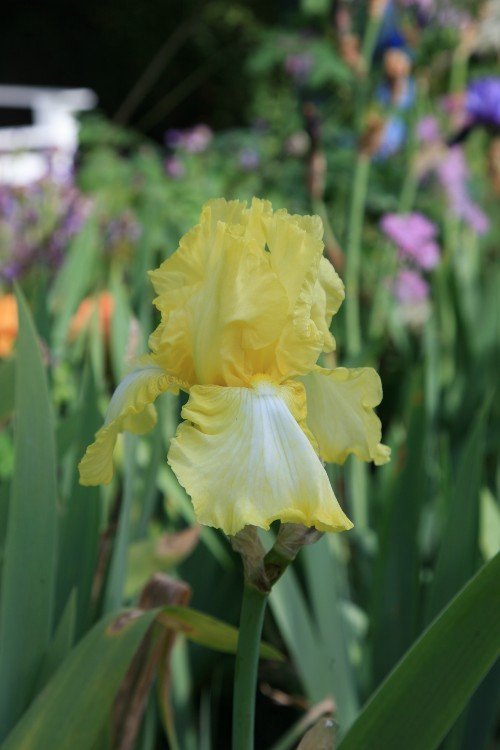 Bearded Iris - Summer Olympics